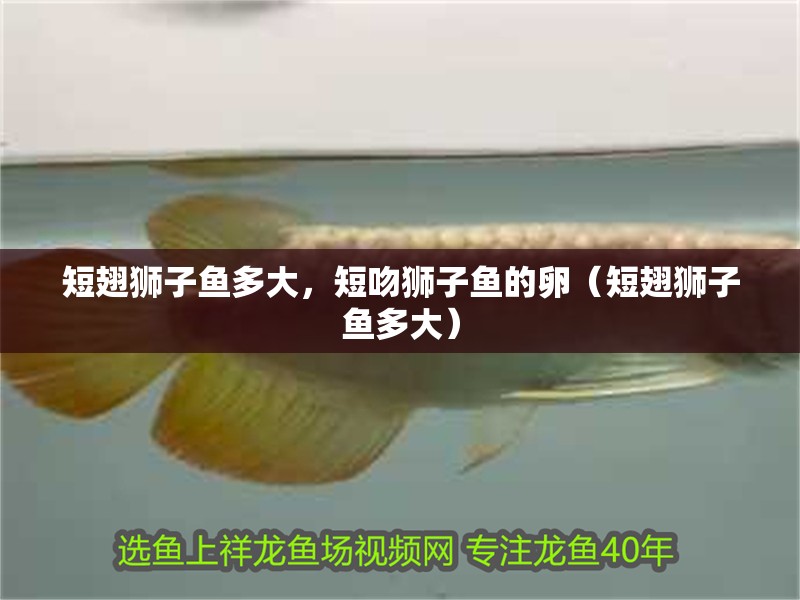 短翅獅子魚多大，短吻獅子魚的卵（短翅獅子魚多大）