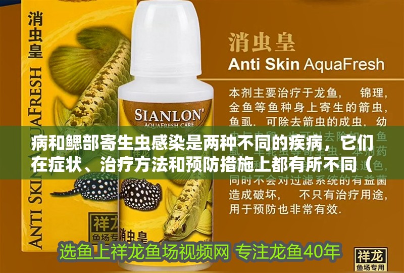 病和鰓部寄生蟲感染是兩種不同的疾病，它們?cè)诎Y狀、治療方法和預(yù)防措施上都有所不同（水泡病和鰓部寄生蟲感染哪個(gè)更嚴(yán)重？）