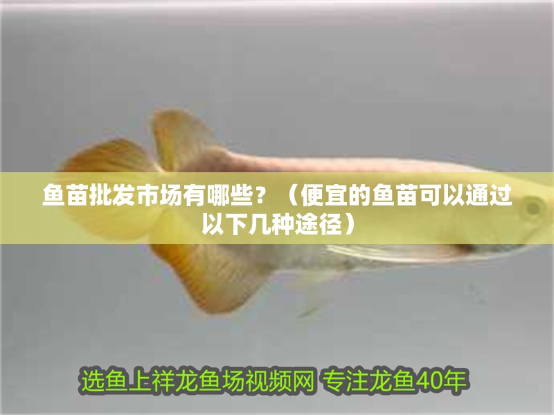 魚苗批發市場有哪些？（便宜的魚苗可以通過以下幾種途徑）