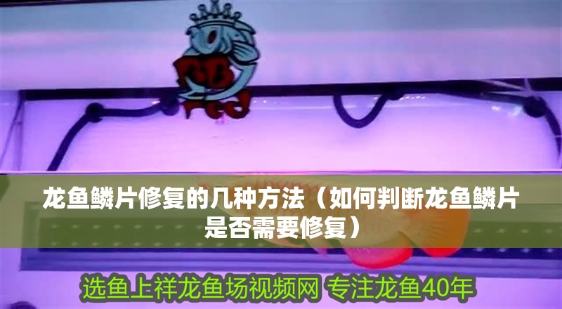 龍魚鱗片修復(fù)的幾種方法（如何判斷龍魚鱗片是否需要修復(fù)）