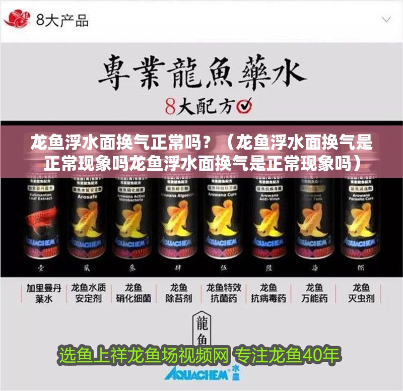 龍魚浮水面換氣正常嗎？（龍魚浮水面換氣是正常現(xiàn)象嗎龍魚浮水面換氣是正常現(xiàn)象嗎）