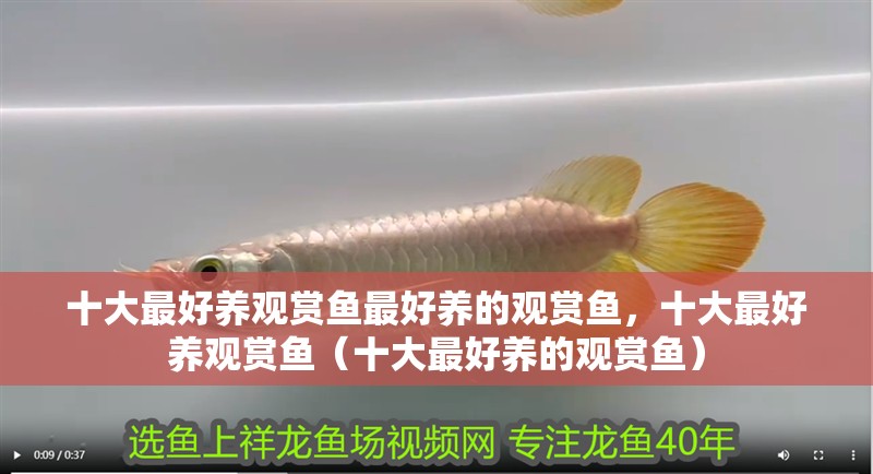 十大最好養(yǎng)觀賞魚最好養(yǎng)的觀賞魚，十大最好養(yǎng)觀賞魚（十大最好養(yǎng)的觀賞魚）