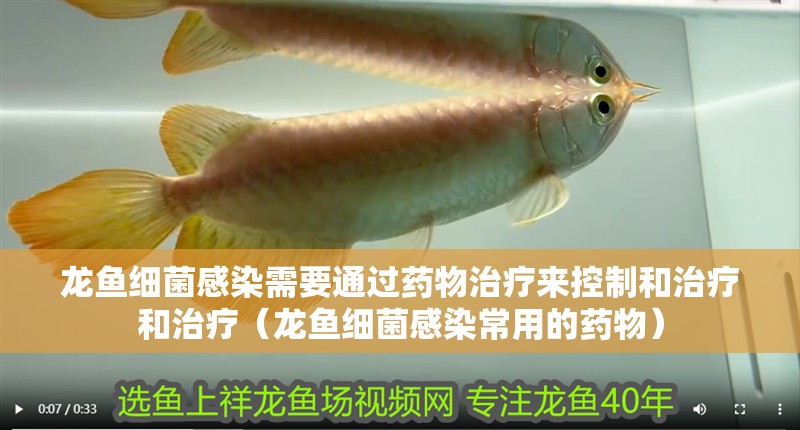 龍魚細菌感染需要通過藥物治療來控制和治療和治療（龍魚細菌感染常用的藥物）