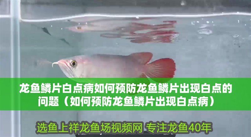 龍魚鱗片白點病如何預防龍魚鱗片出現白點的問題（如何預防龍魚鱗片出現白點病）