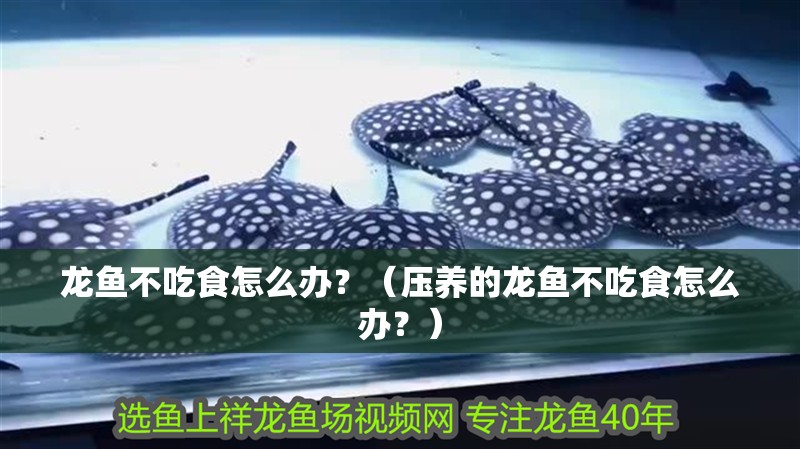 龍魚不吃食怎么辦？（壓養的龍魚不吃食怎么辦？）