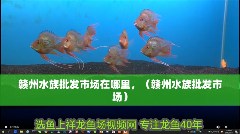 贛州水族批發市場在哪里，（贛州水族批發市場）