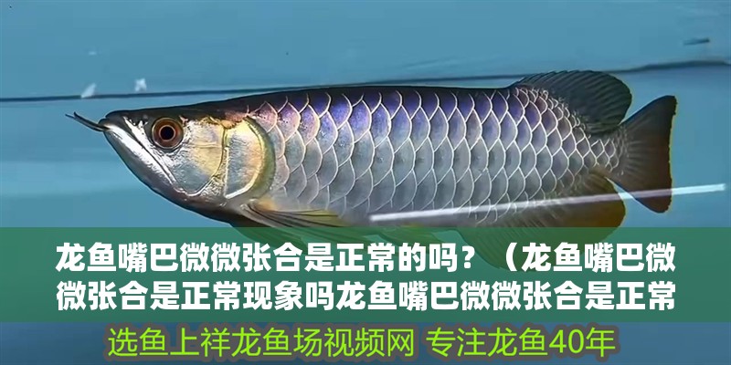 龍魚嘴巴微微張合是正常的嗎？（龍魚嘴巴微微張合是正常現象嗎龍魚嘴巴微微張合是正常現象嗎）