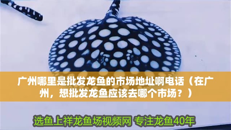 廣州哪里是批發龍魚的市場地址啊電話（在廣州，想批發龍魚應該去哪個市場？）