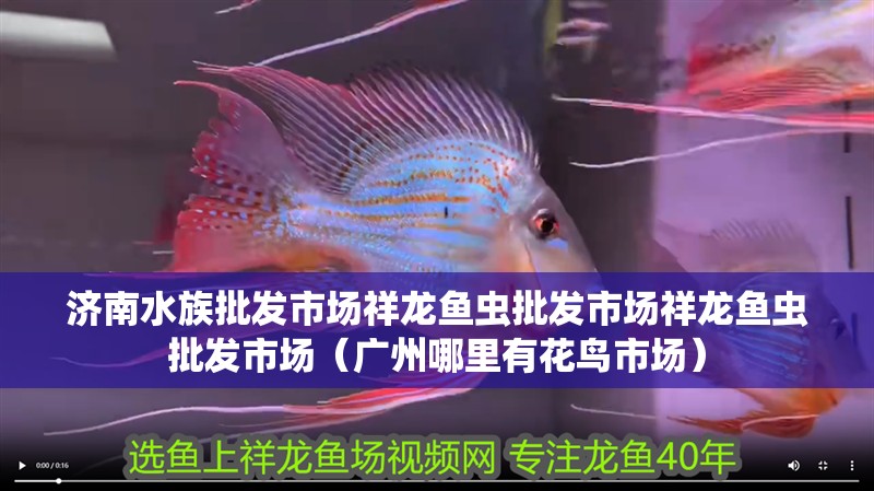 濟南水族批發市場祥龍魚蟲批發市場祥龍魚蟲批發市場（廣州哪里有花鳥市場）