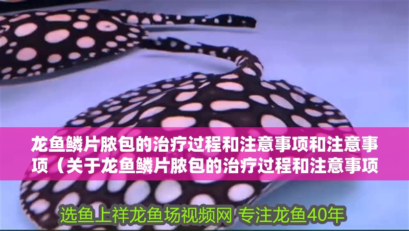 龍魚鱗片膿包的治療過程和注意事項和注意事項（關于龍魚鱗片膿包的治療過程和注意事項和注意事項）