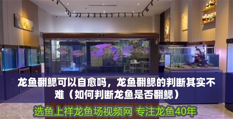 龍魚翻鰓可以自愈嗎，龍魚翻鰓的判斷其實不難（如何判斷龍魚是否翻鰓）