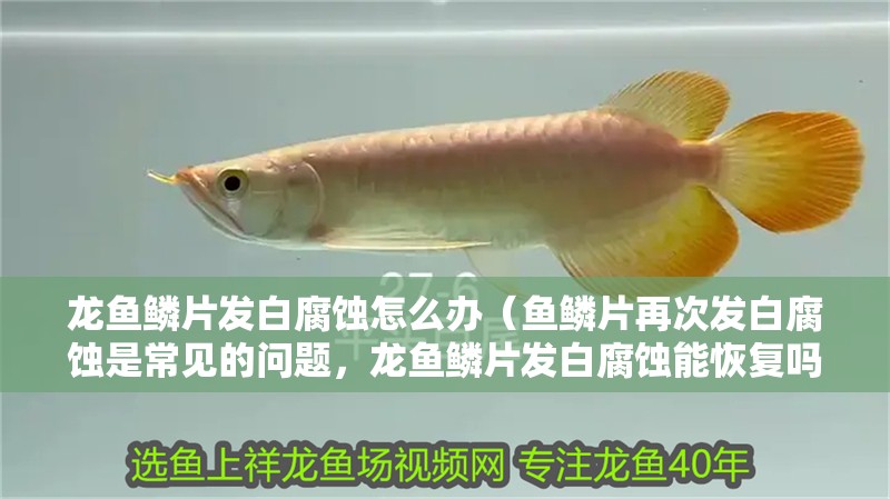 龍魚鱗片發白腐蝕怎么辦（魚鱗片再次發白腐蝕是常見的問題，龍魚鱗片發白腐蝕能恢復嗎）
