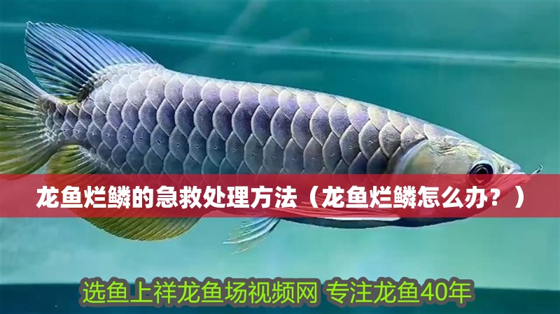 龍魚爛鱗的急救處理方法（龍魚爛鱗怎么辦？）