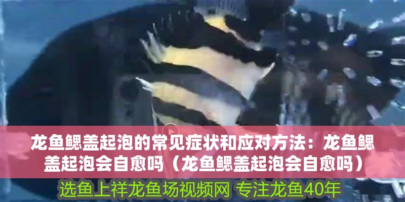 龍魚鰓蓋起泡的常見癥狀和應對方法：龍魚鰓蓋起泡會自愈嗎（龍魚鰓蓋起泡會自愈嗎）