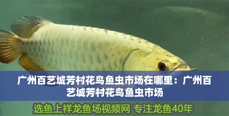 廣州百藝城芳村花鳥魚蟲市場在哪里：廣州百藝城芳村花鳥魚蟲市場
