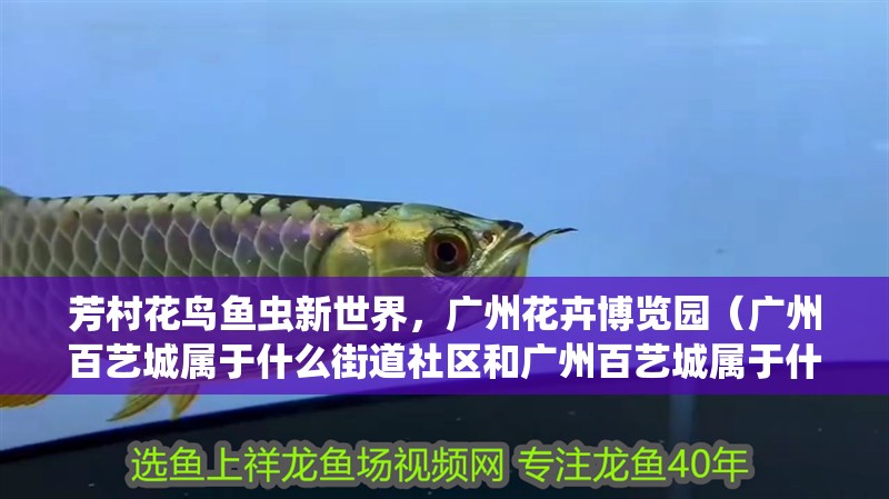 芳村花鳥魚蟲新世界，廣州花卉博覽園（廣州百藝城屬于什么街道社區和廣州百藝城屬于什么街道）