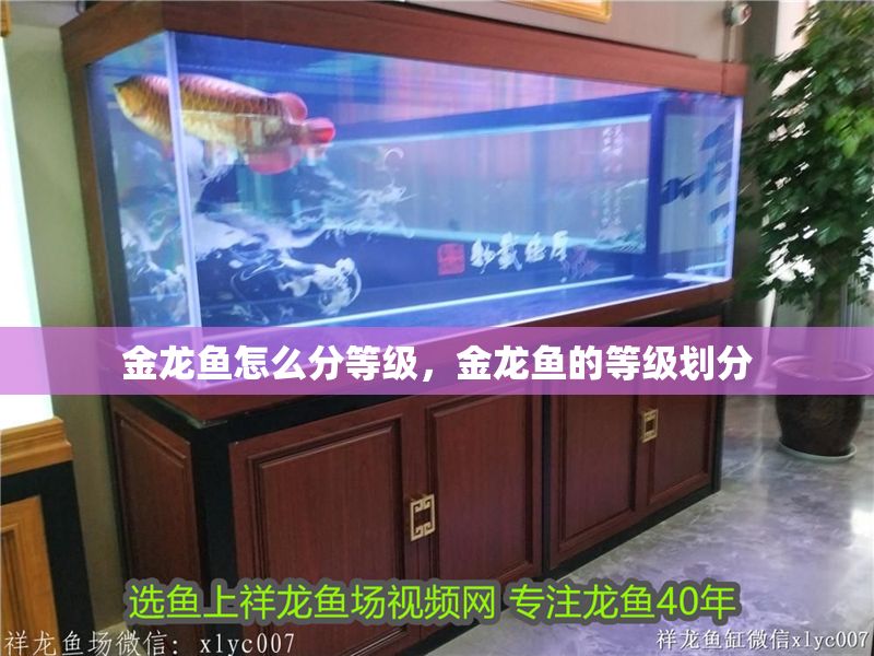 金龍魚怎么分等級(jí)，金龍魚的等級(jí)劃分 金龍魚怎么分等級(jí)，金龍魚的等級(jí)劃分 龍魚百科 第2張