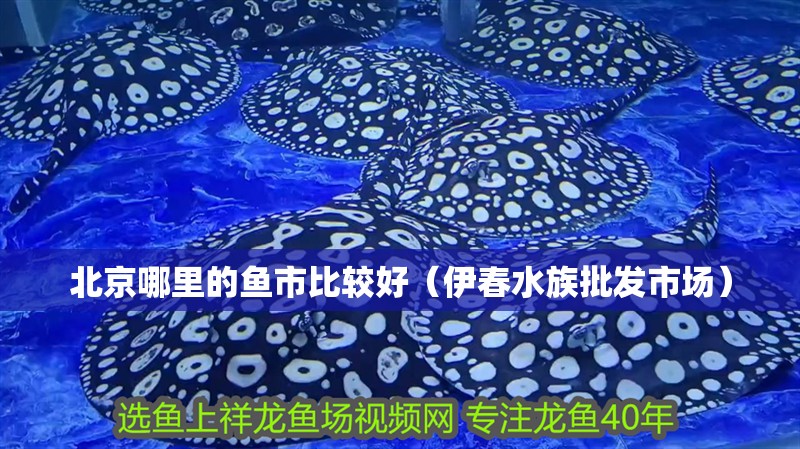北京哪里的魚市比較好（伊春水族批發(fā)市場）