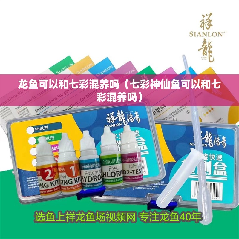 龍魚可以和七彩混養嗎（七彩神仙魚可以和七彩混養嗎）