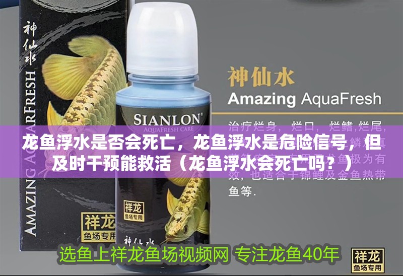 龍魚(yú)浮水是否會(huì)死亡，龍魚(yú)浮水是危險(xiǎn)信號(hào)，但及時(shí)干預(yù)能救活（龍魚(yú)浮水會(huì)死亡嗎？）