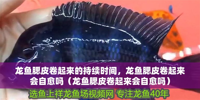 龍魚腮皮卷起來的持續時間，龍魚腮皮卷起來會自愈嗎（龍魚腮皮卷起來會自愈嗎）