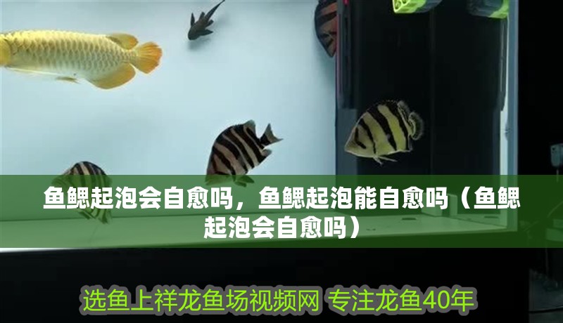 魚鰓起泡會自愈嗎，魚鰓起泡能自愈嗎（魚鰓起泡會自愈嗎）