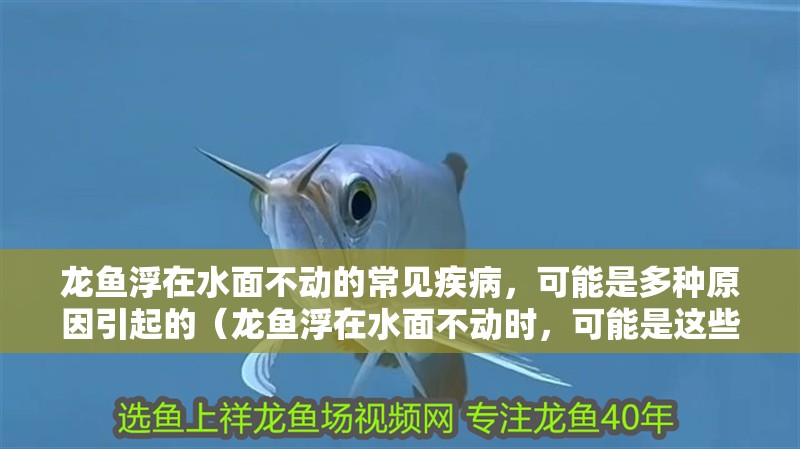 龍魚浮在水面不動的常見疾病，可能是多種原因引起的（龍魚浮在水面不動時，可能是這些疾病引起的，可能是健康問題）