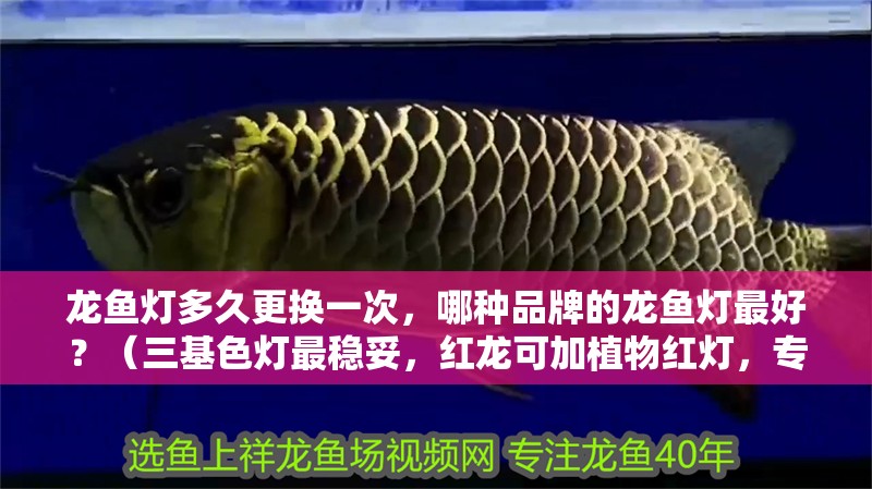 龍魚燈多久更換一次，哪種品牌的龍魚燈最好？（三基色燈最穩(wěn)妥，紅龍可加植物紅燈，專屬ai解讀） 龍魚燈多久更換一次，哪種品牌的龍魚燈最好？（三基色燈最穩(wěn)妥，紅龍可加植物紅燈，專屬ai解讀） 龍魚百科