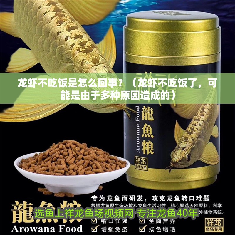 龍蝦不吃飯是怎么回事？（龍蝦不吃飯了，可能是由于多種原因造成的）