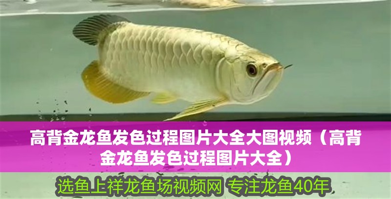 高背金龍魚發(fā)色過程圖片大全大圖視頻（高背金龍魚發(fā)色過程圖片大全）