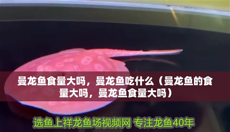 曼龍魚(yú)食量大嗎，曼龍魚(yú)吃什么（曼龍魚(yú)的食量大嗎，曼龍魚(yú)食量大嗎）