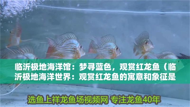 臨沂極地海洋館：夢尋藍色，觀賞紅龍魚（臨沂極地海洋世界：觀賞紅龍魚的寓意和象征是非常好的） 臨沂極地海洋館：夢尋藍色，觀賞紅龍魚（臨沂極地海洋世界：觀賞紅龍魚的寓意和象征是非常好的） 觀賞魚百科