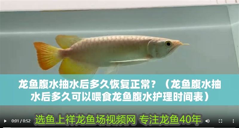 龍魚腹水抽水后多久恢復正常？（龍魚腹水抽水后多久可以喂食龍魚腹水護理時間表）