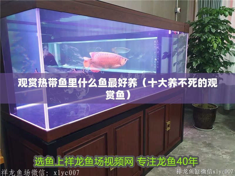 觀賞熱帶魚里什么魚最好養（十大養不死的觀賞魚）