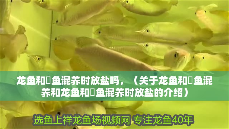 龍魚和魟魚混養(yǎng)時放鹽嗎，（關(guān)于龍魚和魟魚混養(yǎng)和龍魚和魟魚混養(yǎng)時放鹽的介紹）