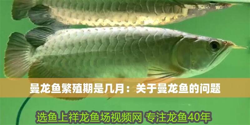 曼龍魚繁殖期是幾月：關于曼龍魚的問題