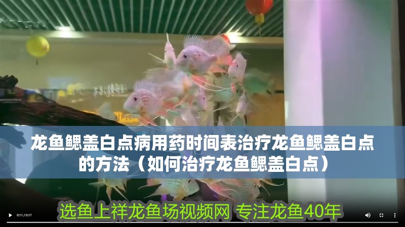 龍魚(yú)鰓蓋白點(diǎn)病用藥時(shí)間表治療龍魚(yú)鰓蓋白點(diǎn)的方法（如何治療龍魚(yú)鰓蓋白點(diǎn)）
