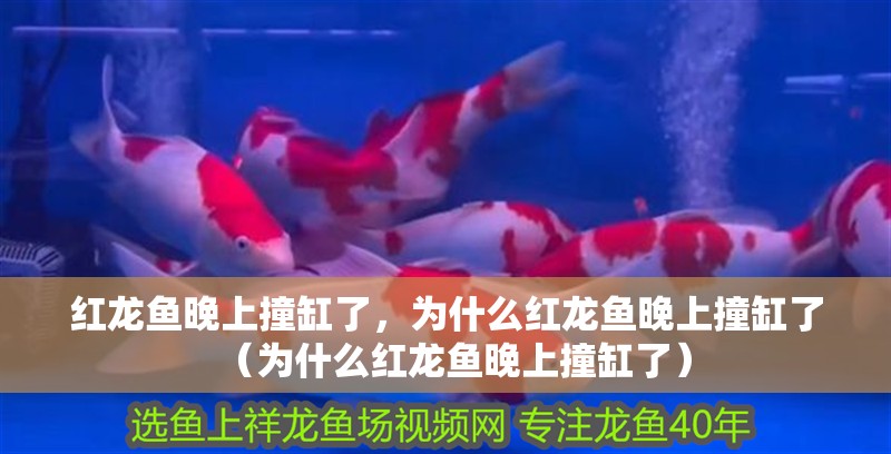 紅龍魚晚上撞缸了，為什么紅龍魚晚上撞缸了（為什么紅龍魚晚上撞缸了） 紅龍魚晚上撞缸了，為什么紅龍魚晚上撞缸了（為什么紅龍魚晚上撞缸了） 觀賞魚百科