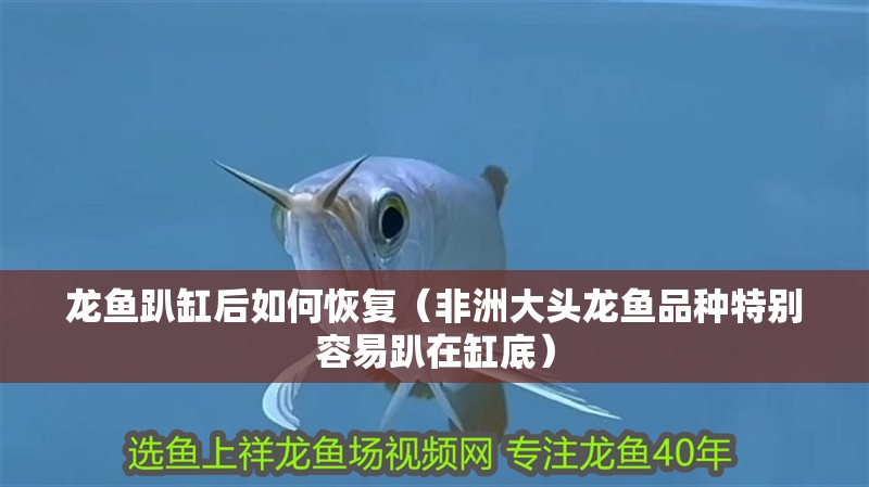 龍魚趴缸后如何恢復(fù)（非洲大頭龍魚品種特別容易趴在缸底）