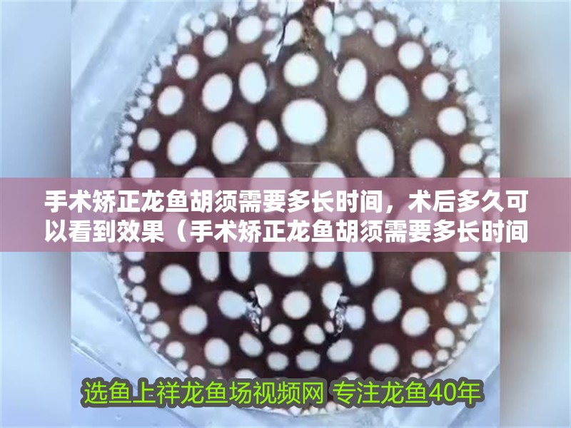 手術(shù)矯正龍魚胡須需要多長(zhǎng)時(shí)間，術(shù)后多久可以看到效果（手術(shù)矯正龍魚胡須需要多長(zhǎng)時(shí)間）