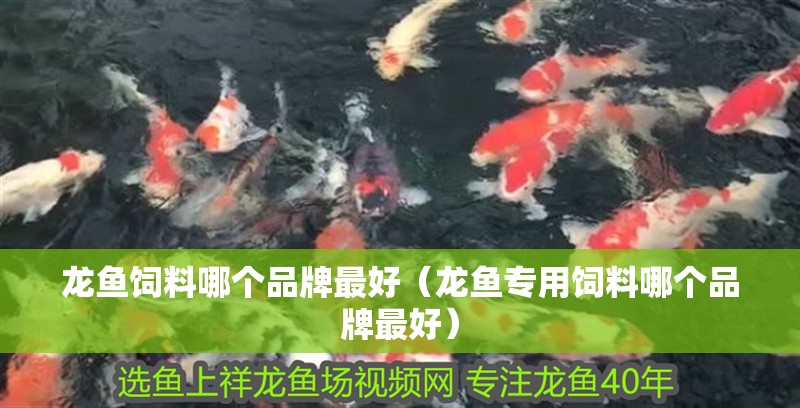 龍魚(yú)飼料哪個(gè)品牌最好（龍魚(yú)專(zhuān)用飼料哪個(gè)品牌最好）