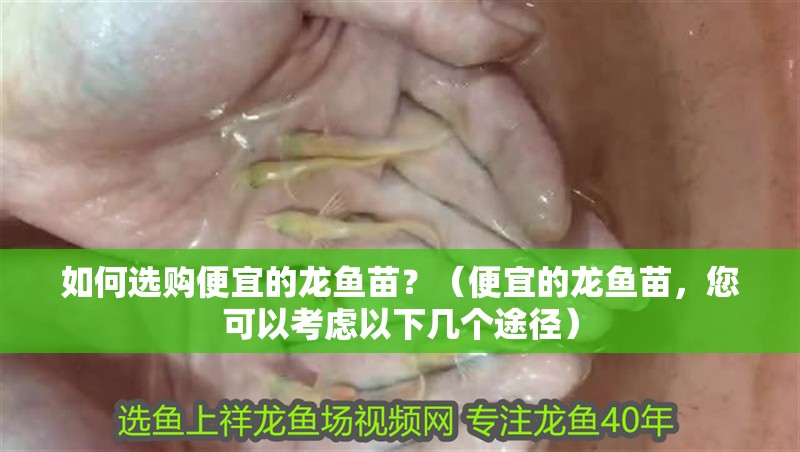 如何選購便宜的龍魚苗？（便宜的龍魚苗，您可以考慮以下幾個途徑）