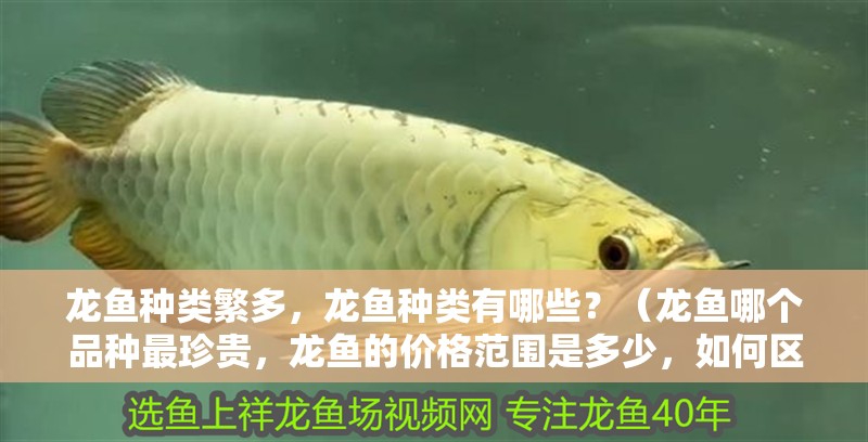 龍魚種類繁多，龍魚種類有哪些？（龍魚哪個(gè)品種最珍貴，龍魚的價(jià)格范圍是多少，如何區(qū)分龍魚的品種）
