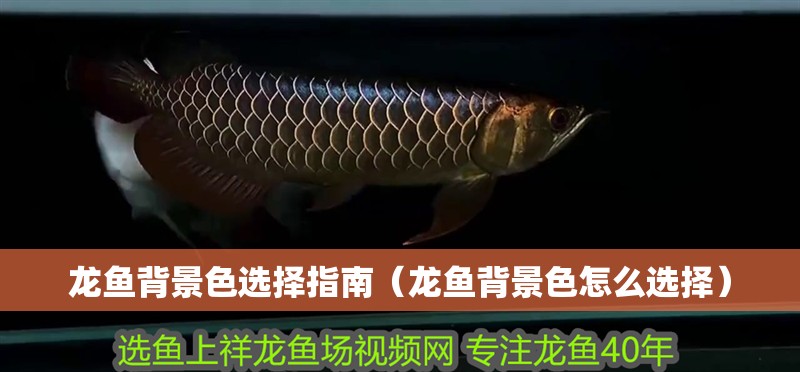 龍魚(yú)背景色選擇指南（龍魚(yú)背景色怎么選擇）