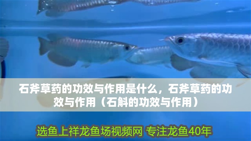 石斧草藥的功效與作用是什么，石斧草藥的功效與作用（石斛的功效與作用）