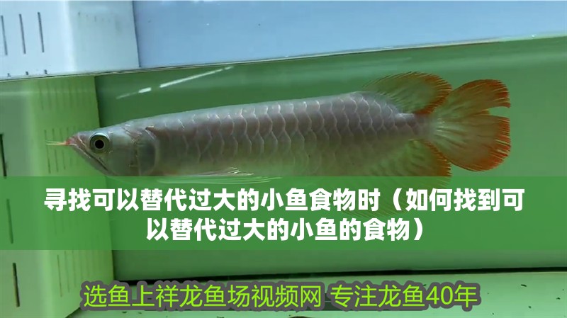 尋找可以替代過(guò)大的小魚(yú)食物時(shí)（如何找到可以替代過(guò)大的小魚(yú)的食物）