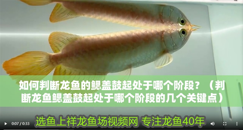 如何判斷龍魚的鰓蓋鼓起處于哪個(gè)階段？（判斷龍魚鰓蓋鼓起處于哪個(gè)階段的幾個(gè)關(guān)鍵點(diǎn)） 如何判斷龍魚的鰓蓋鼓起處于哪個(gè)階段？（判斷龍魚鰓蓋鼓起處于哪個(gè)階段的幾個(gè)關(guān)鍵點(diǎn)） 龍魚百科
