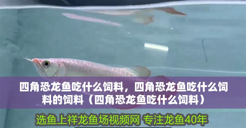 四角恐龍魚吃什么飼料，四角恐龍魚吃什么飼料的飼料（四角恐龍魚吃什么飼料） 四角恐龍魚吃什么飼料，四角恐龍魚吃什么飼料的飼料（四角恐龍魚吃什么飼料） 觀賞魚百科
