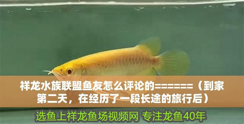 祥龍水族聯(lián)盟魚友怎么評(píng)論的======（到家第二天，在經(jīng)歷了一段長(zhǎng)途的旅行后）