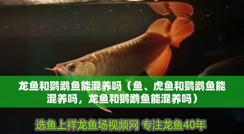龍魚和鸚鵡魚能混養嗎（魚、虎魚和鸚鵡魚能混養嗎，龍魚和鸚鵡魚能混養嗎）